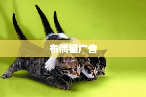 布偶猫广告